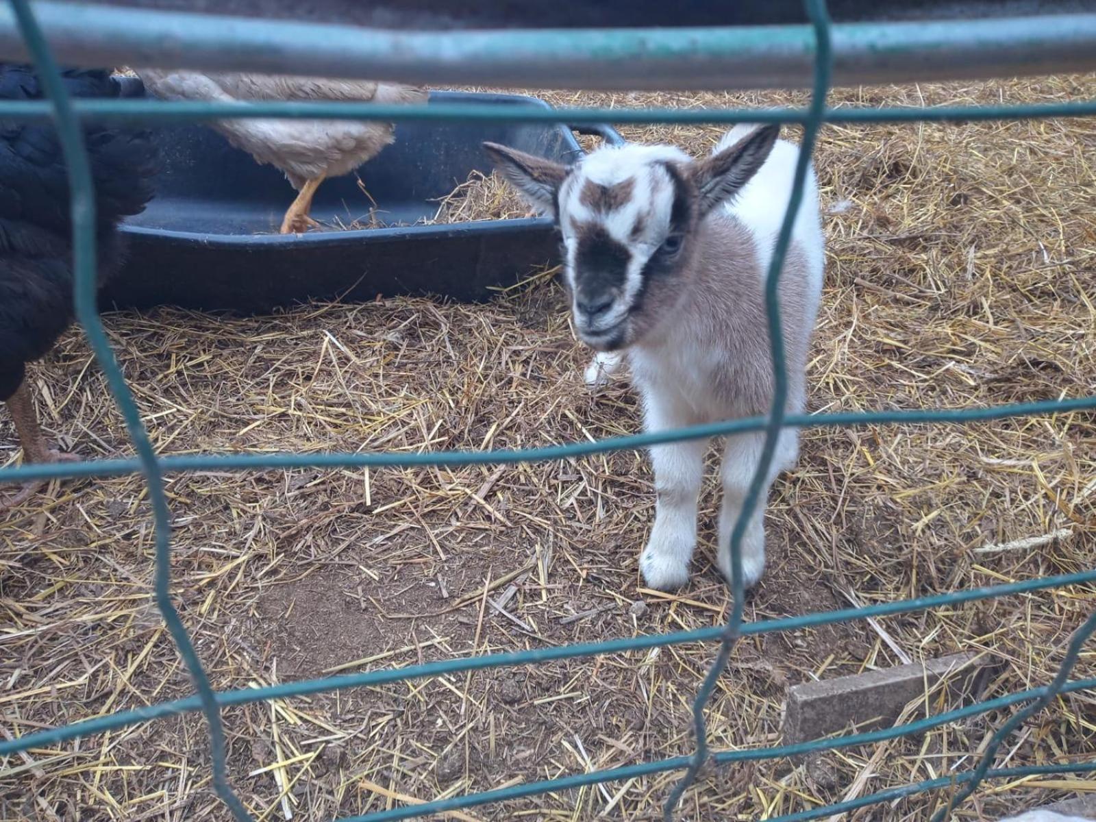 Willa La Caigola Ala Zewnętrze zdjęcie