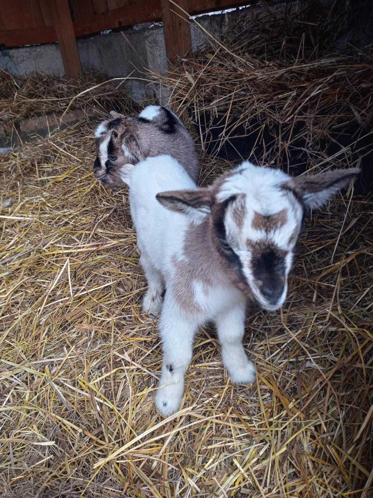 Willa La Caigola Ala Zewnętrze zdjęcie